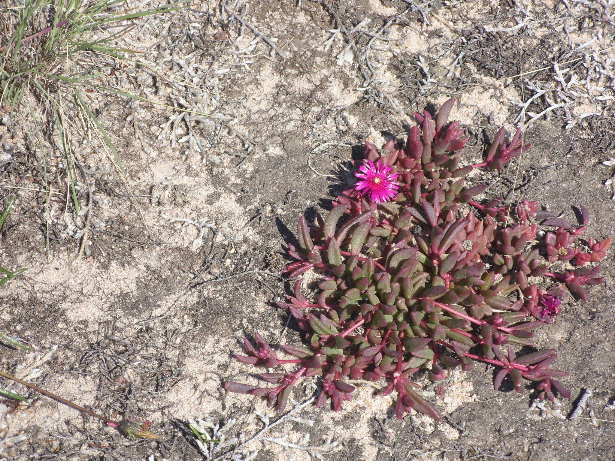 Image of Delosperma repens L. Bol.