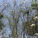 Image of Gardenia saxatilis Geddes