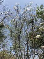 Image of Gardenia saxatilis Geddes