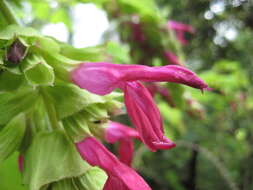 Image of Salvia gravida Epling