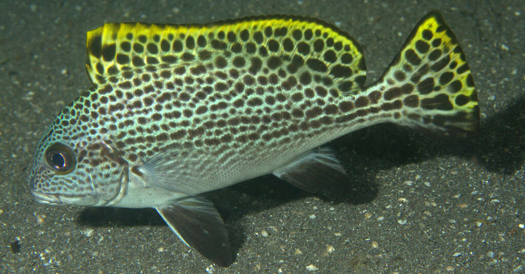 Image of Black-foot sweetlips