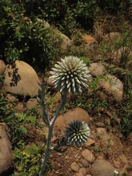 Image of Echinops grijsii Hance