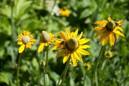 Rudbeckia californica A. Gray的圖片