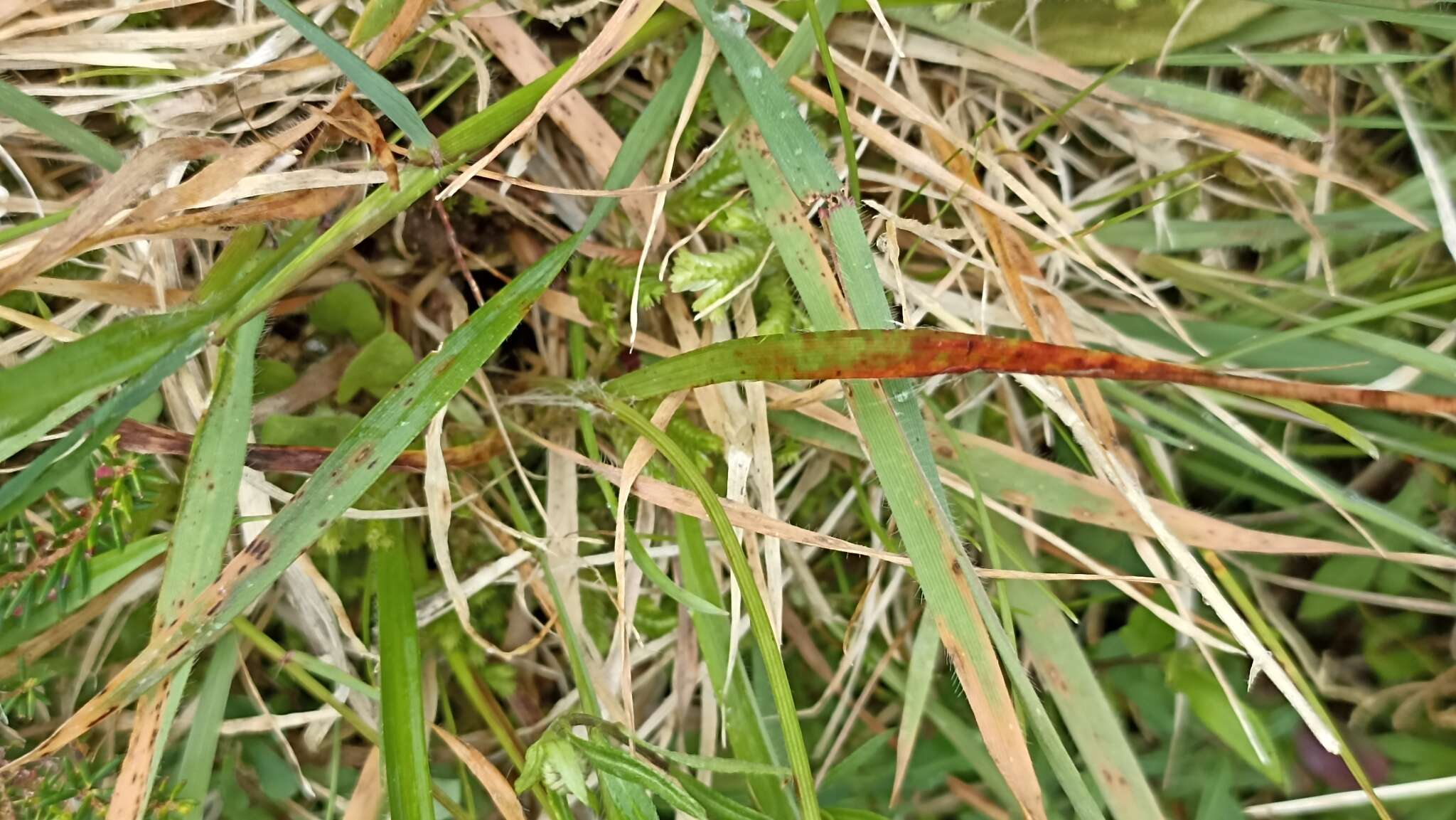 Imagem de Luzula multiflora subsp. multiflora