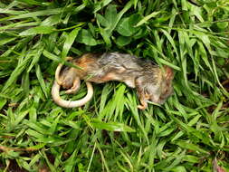 Image of Amazon Bamboo Rat