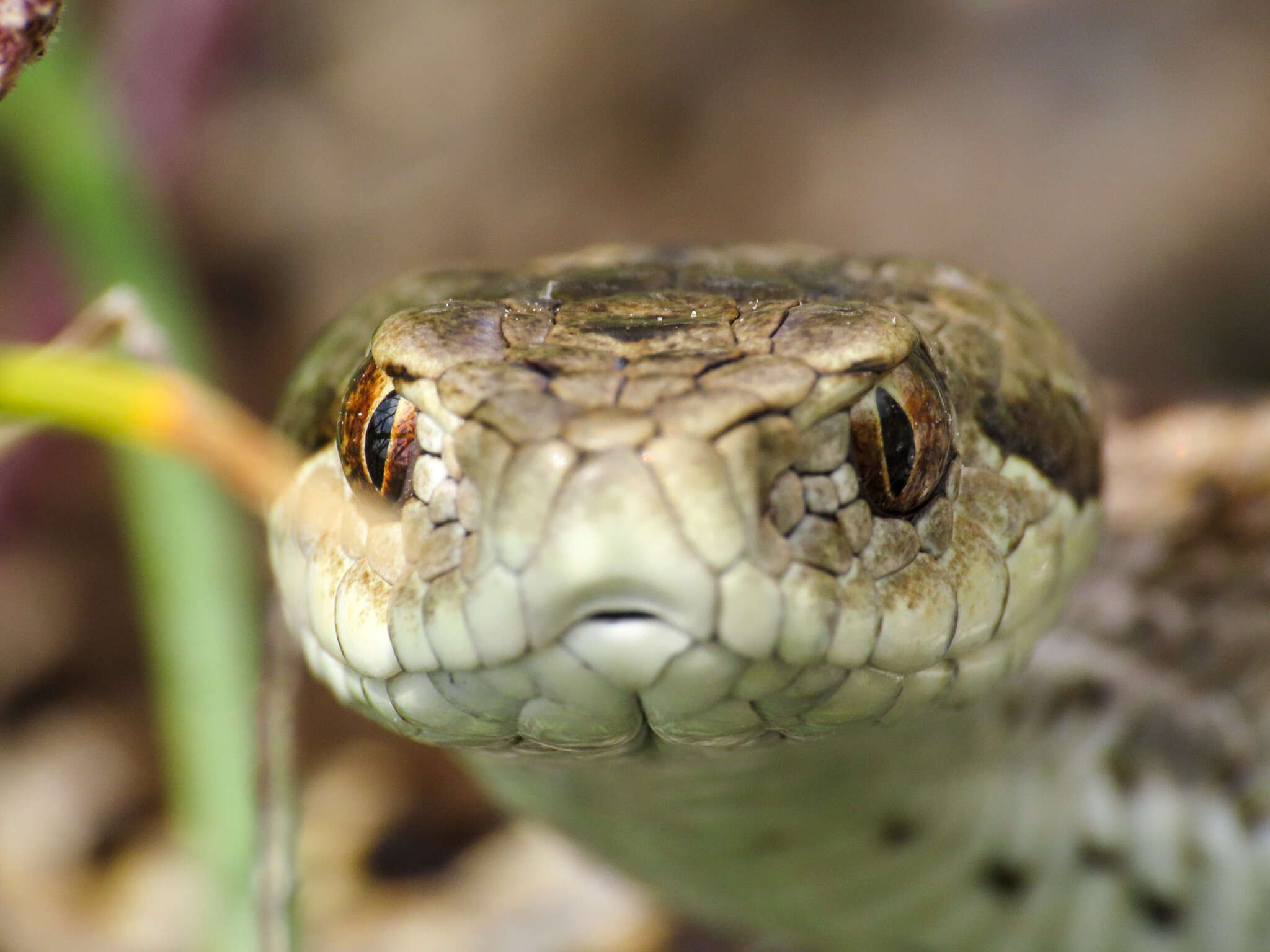 Image of Vipera ursinii ursinii (Bonaparte 1835)