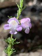 Image of Prostanthera cryptandroides subsp. cryptandroides