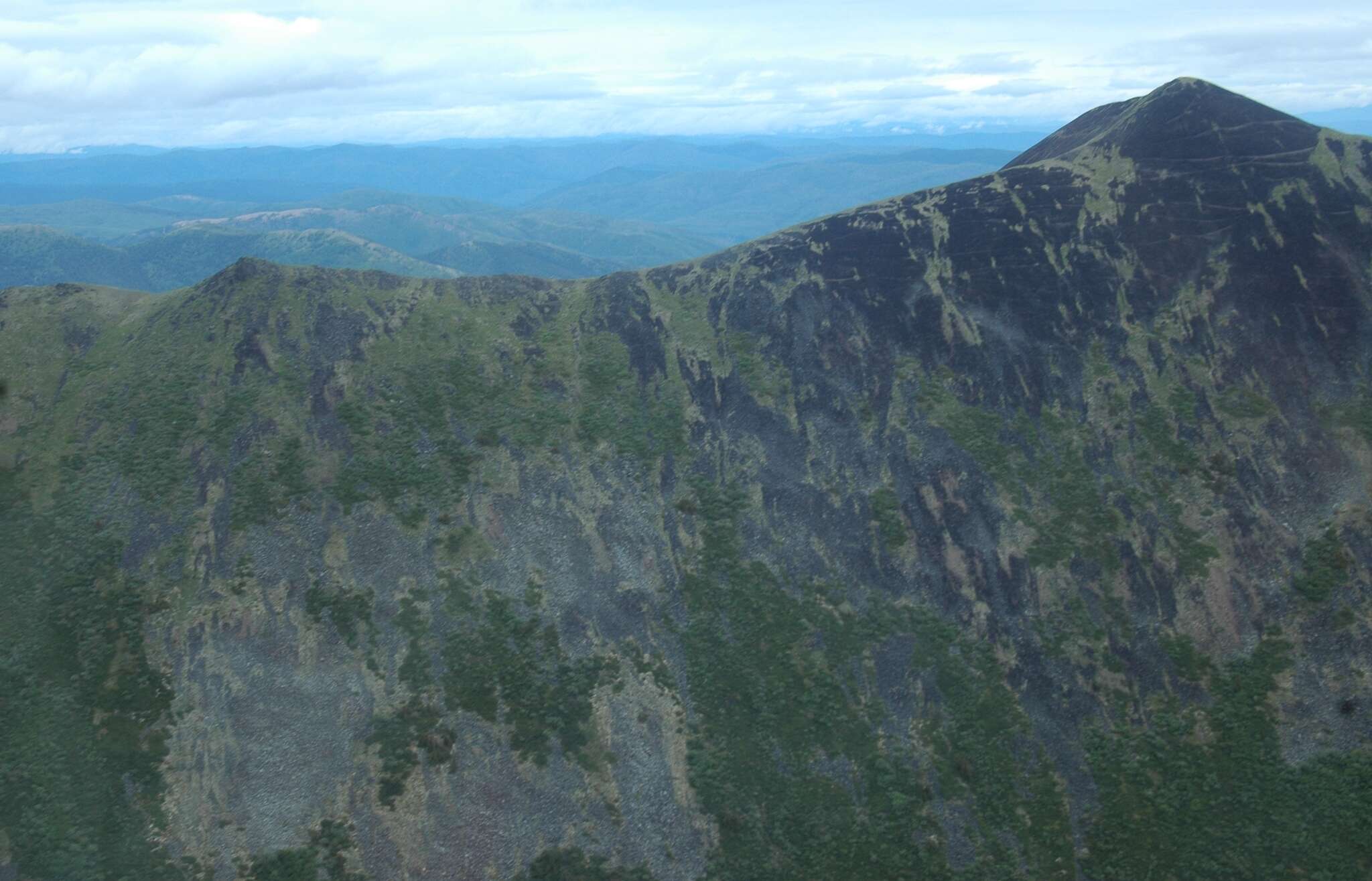 Image of Ogilvie Mountain springbeauty