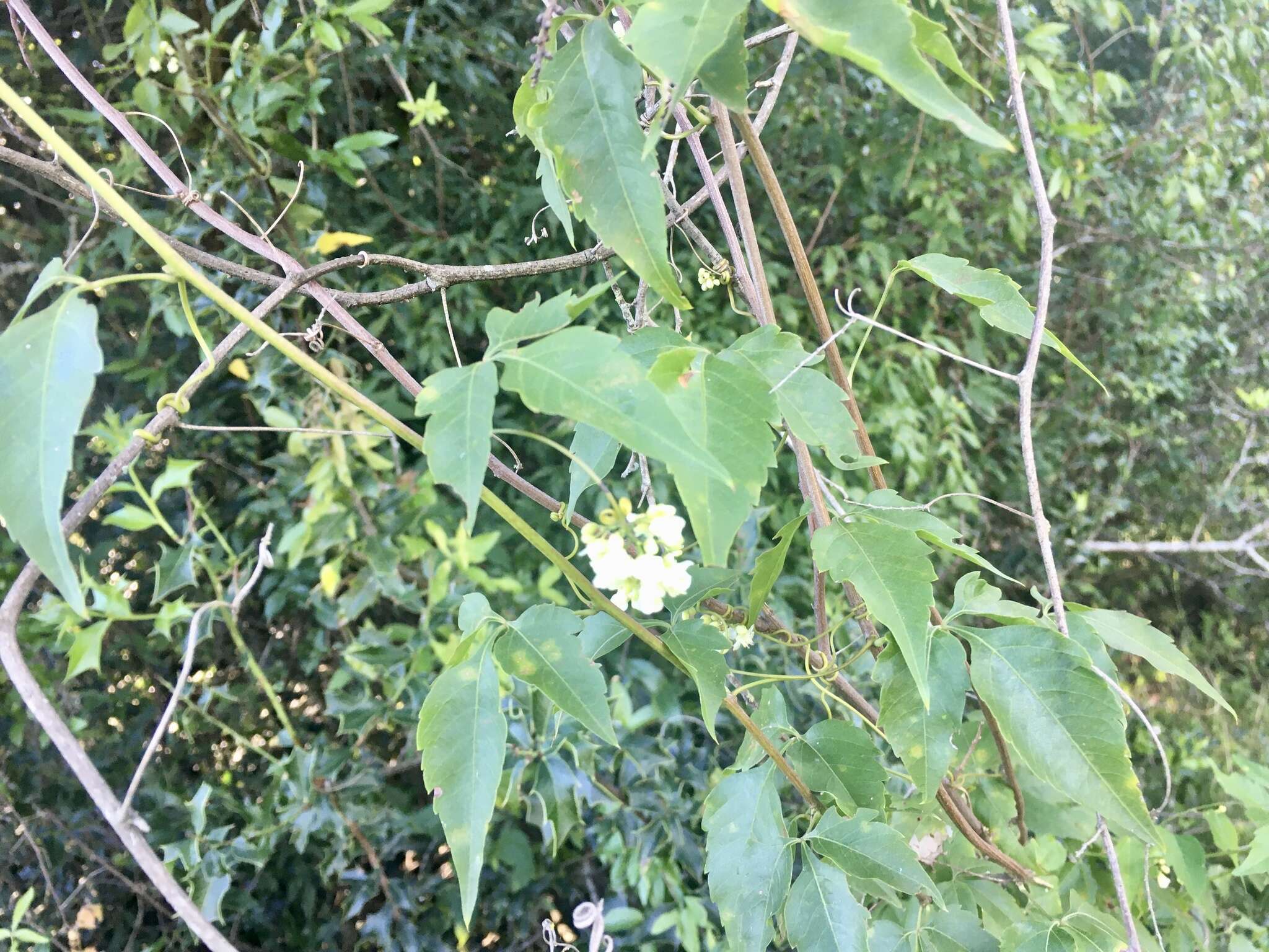 Urvillea uniloba Radlk.的圖片