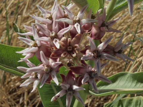 Image of <i>Asclepias speciosa</i> Torr.
