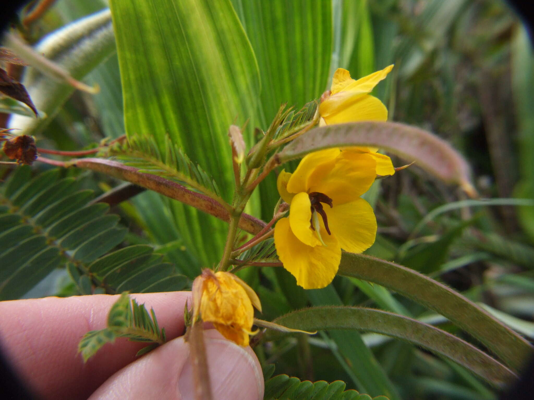 Sivun Chamaecrista glandulosa (L.) Greene kuva