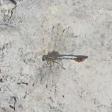 Image of Dromogomphus spoliatus (Hagen ex Selys 1858)