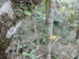 صورة Angraecum rhynchoglossum Schltr.