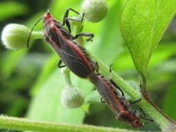 صورة Arocatus pseudosericans Gao, Kondorosy & Bu 2013