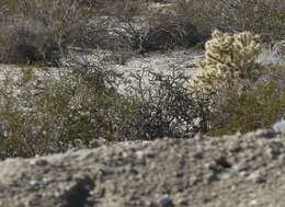 Imagem de Cylindropuntia ramosissima (Engelm.) F. M. Knuth