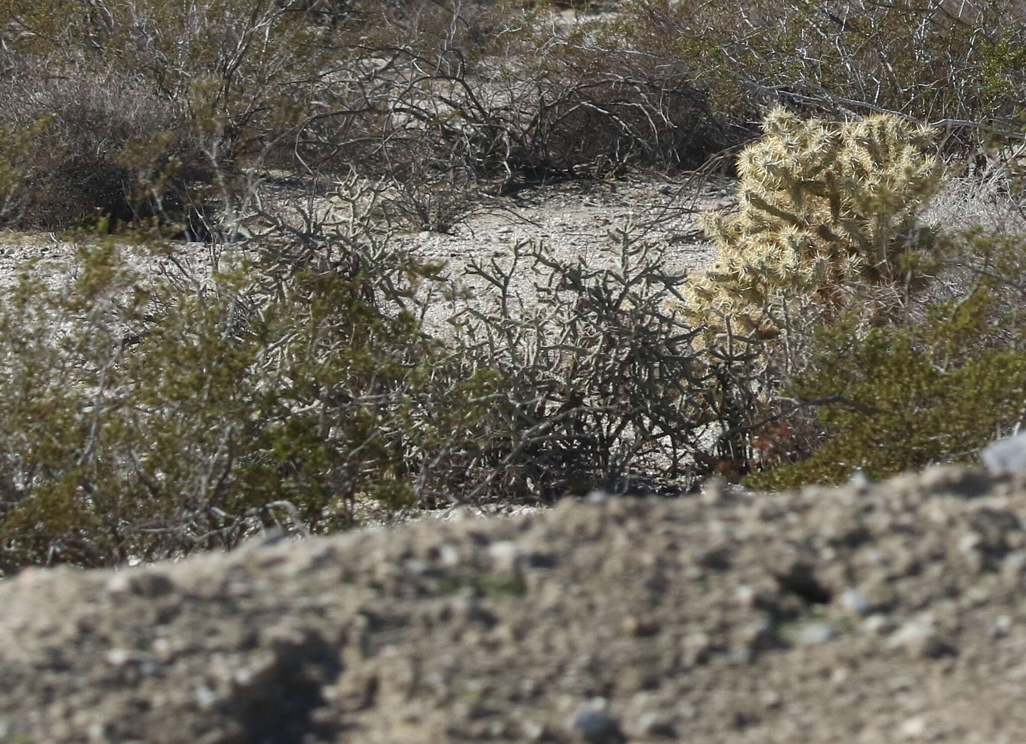 Image of branched pencil cholla