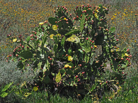 Image of Common Pricklypear