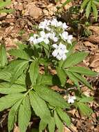 Image of Pinnate Coralroot