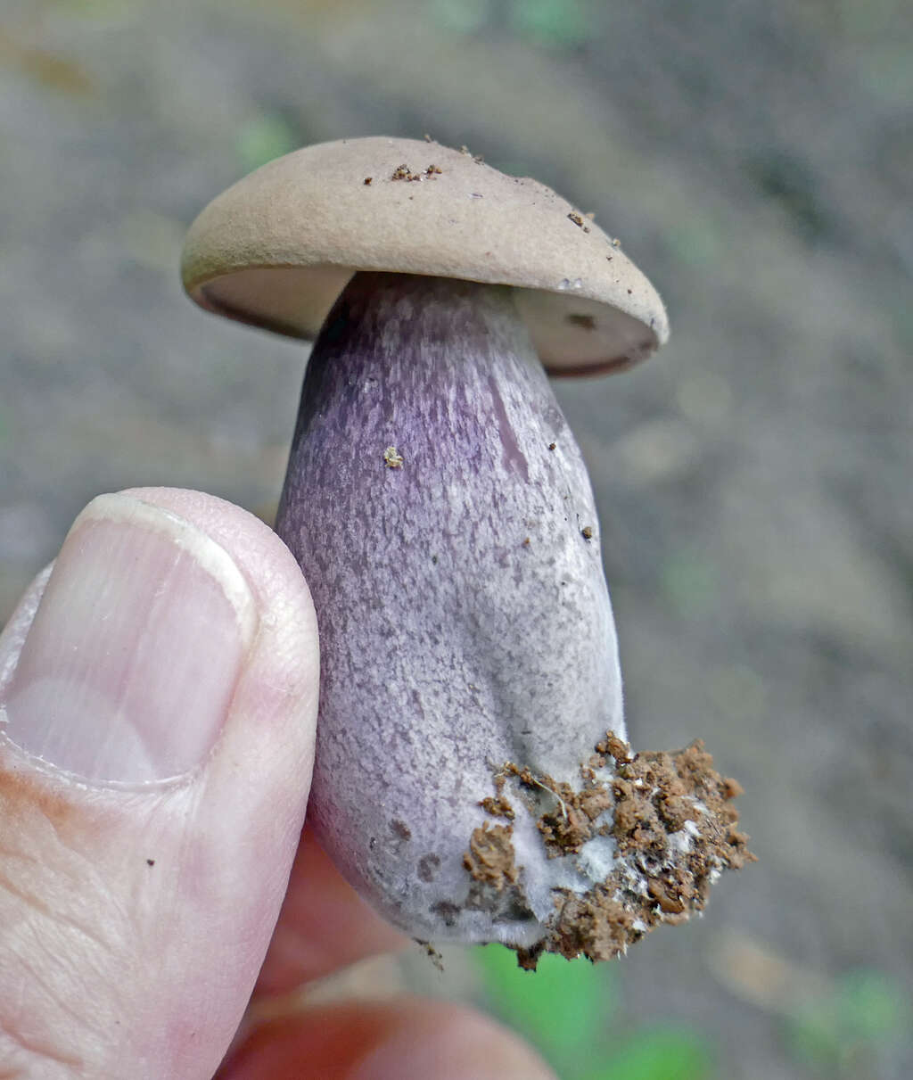 Image of Tylopilus violatinctus T. J. Baroni & Both 1998