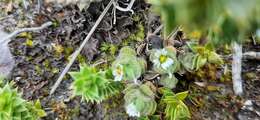 Image of Cerastium imbricatum Kunth