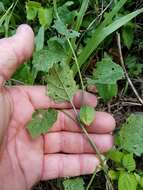 Image de Physalis cinerascens A. S. Hitchcock