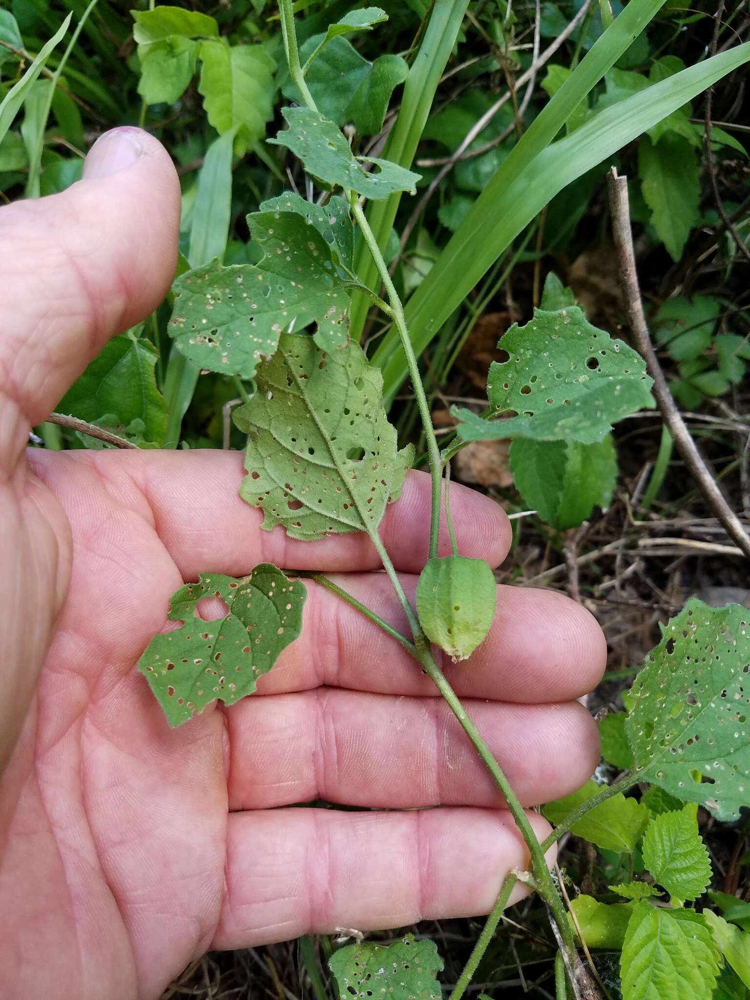 Image de Physalis cinerascens A. S. Hitchcock