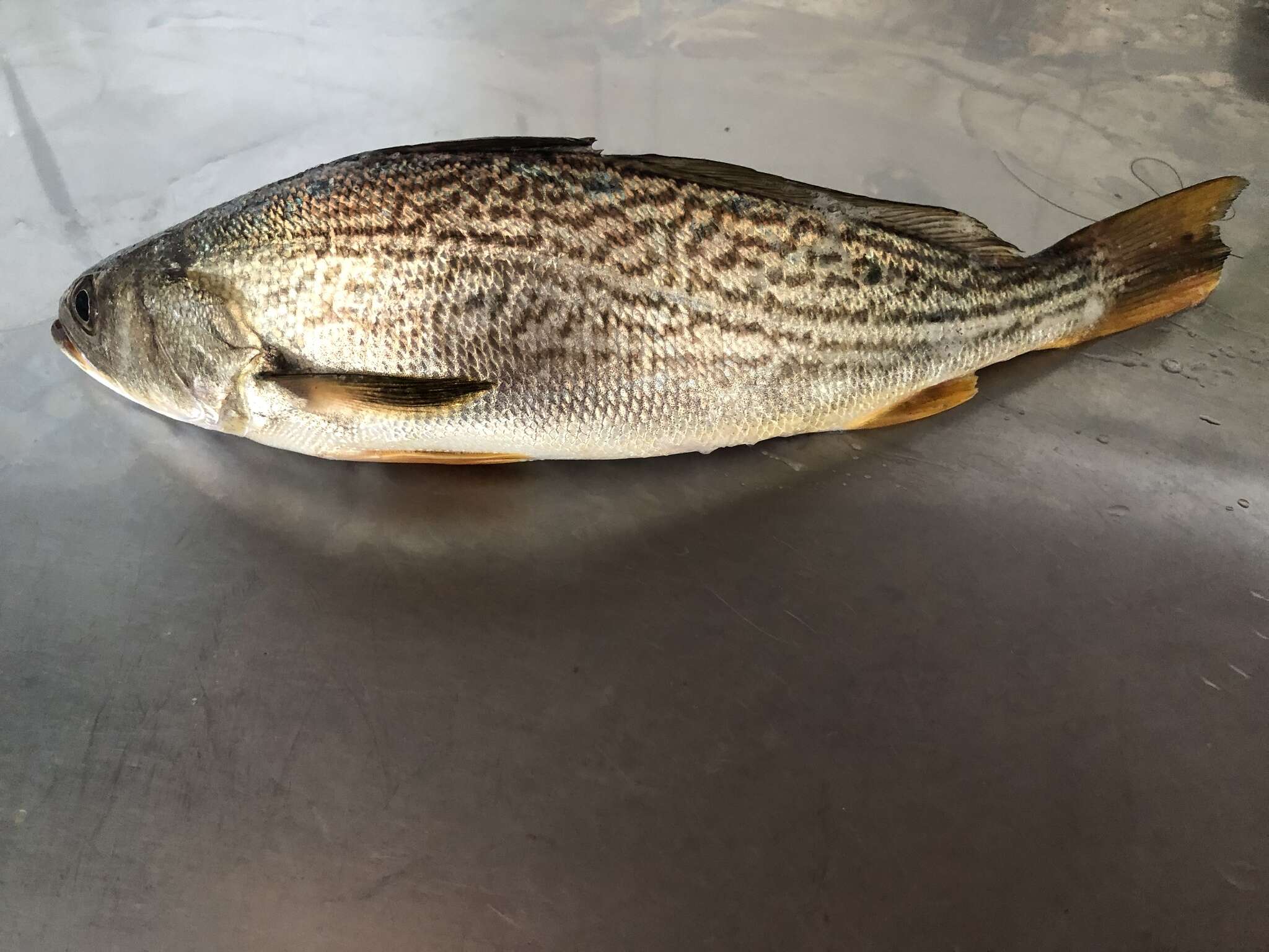 Image of Striped corvina