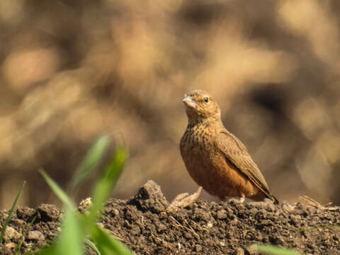 Image of Rufous-tailed Lark