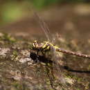 Image of <i>Burmagomphus williamsoni javicus</i> Schmidt 1934