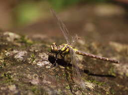 Imagem de <i>Burmagomphus williamsoni javicus</i> Schmidt 1934