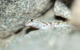 Image of Western Banded Gecko