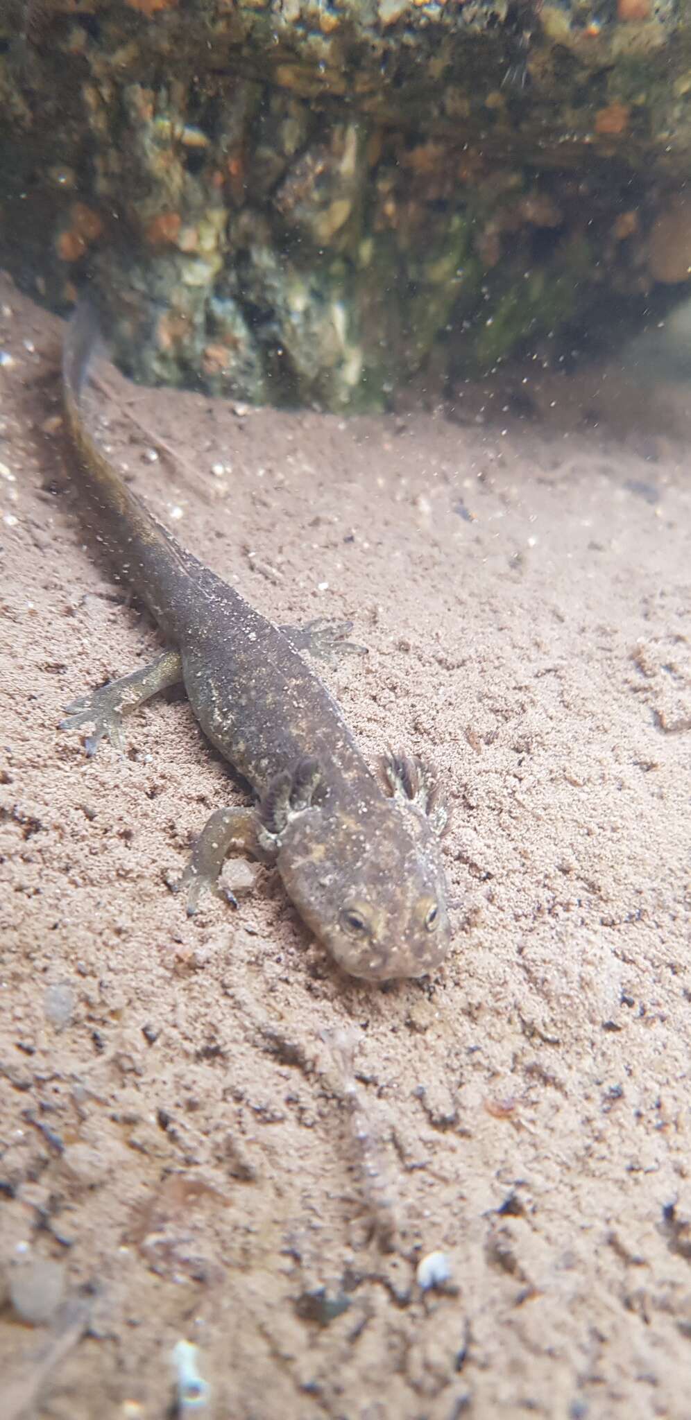 Image of Siberian salamanders