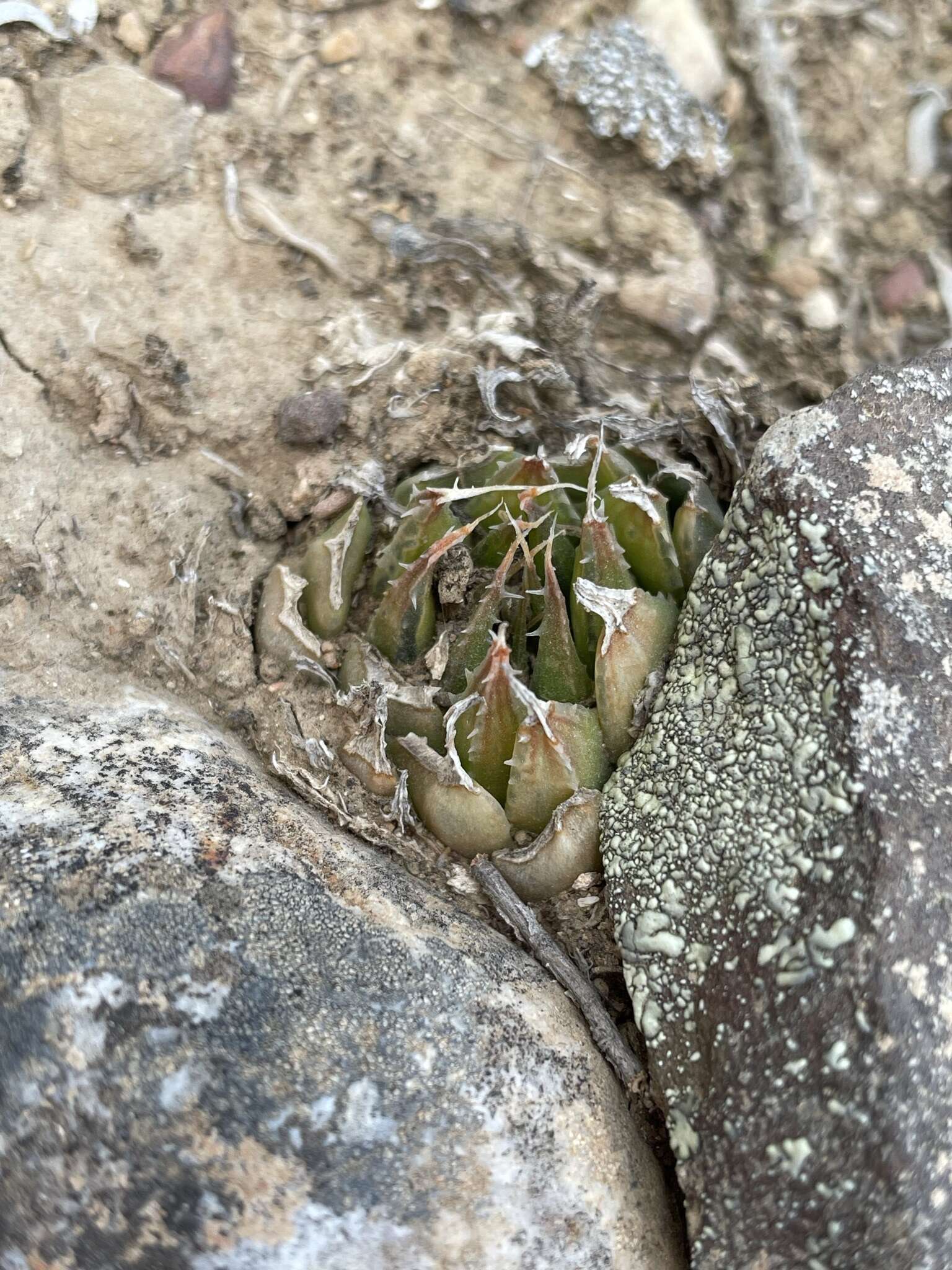 Слика од Haworthia arachnoidea var. nigricans (Haw.) M. B. Bayer