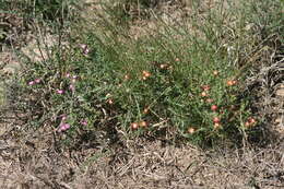 Image of Delosperma ornatulum N. E. Br. ex Stapf