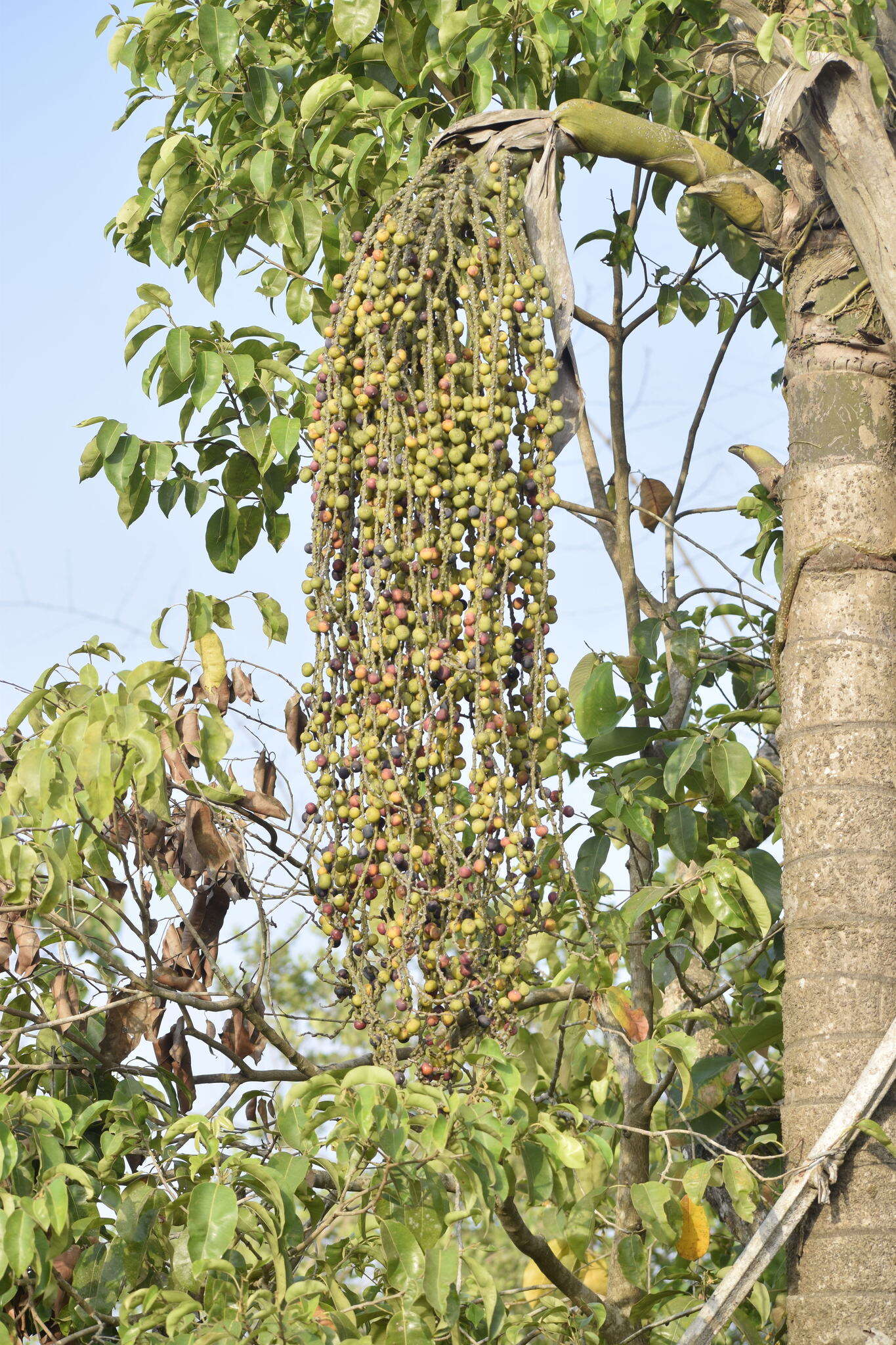 Image of Fishtail Palm