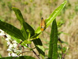 Image of bush cockroach