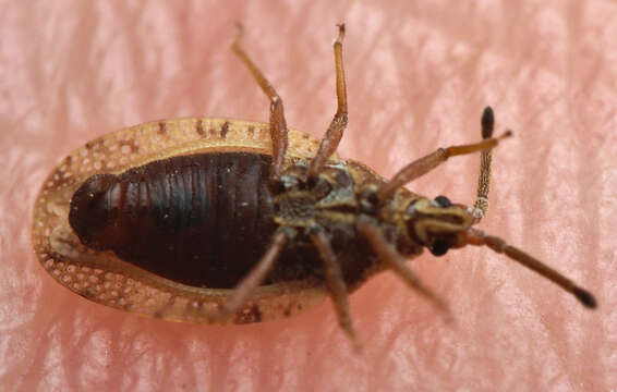 صورة Catoplatus