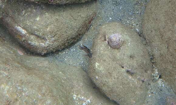 Image of Black cod