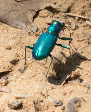 Image de Cicindela (Cicindela) scutellaris rugata Vaurie 1950