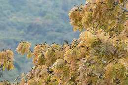 Imagem de Julbernardia globiflora (Benth.) Troupin