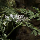 Image de Corydalis caseana subsp. caseana