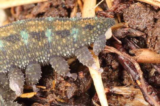 Image of Ooperipatellus viridimaculatus (Dendy 1900)