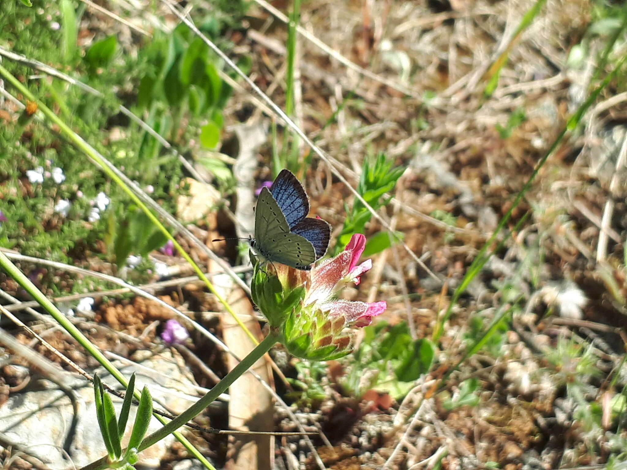 Image of Lorquin’s Blue