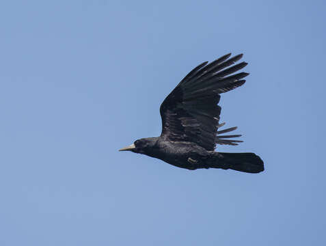 Image of Corvus frugilegus pastinator Gould 1845