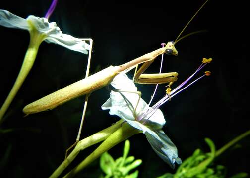 Image of Stagmomantis gracilipes Rehn 1907