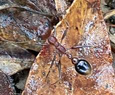 Image of Myrmecia regularis Crawley 1925