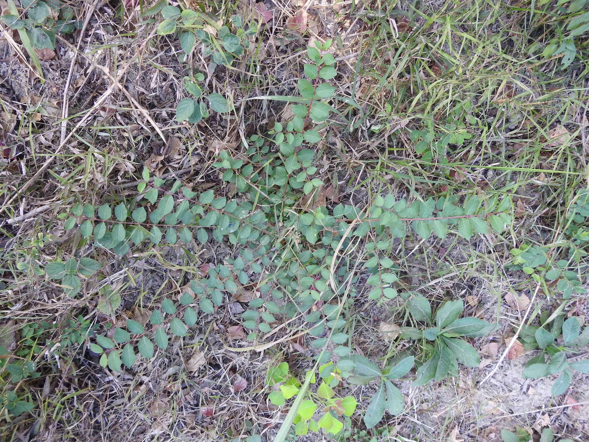 Image of Lagerstroemia subcostata Koehne