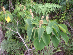 Image of Mallotus japonicus (L. fil.) Müll. Arg.