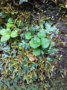 Image of Hydrocotyle setulosa Hayata