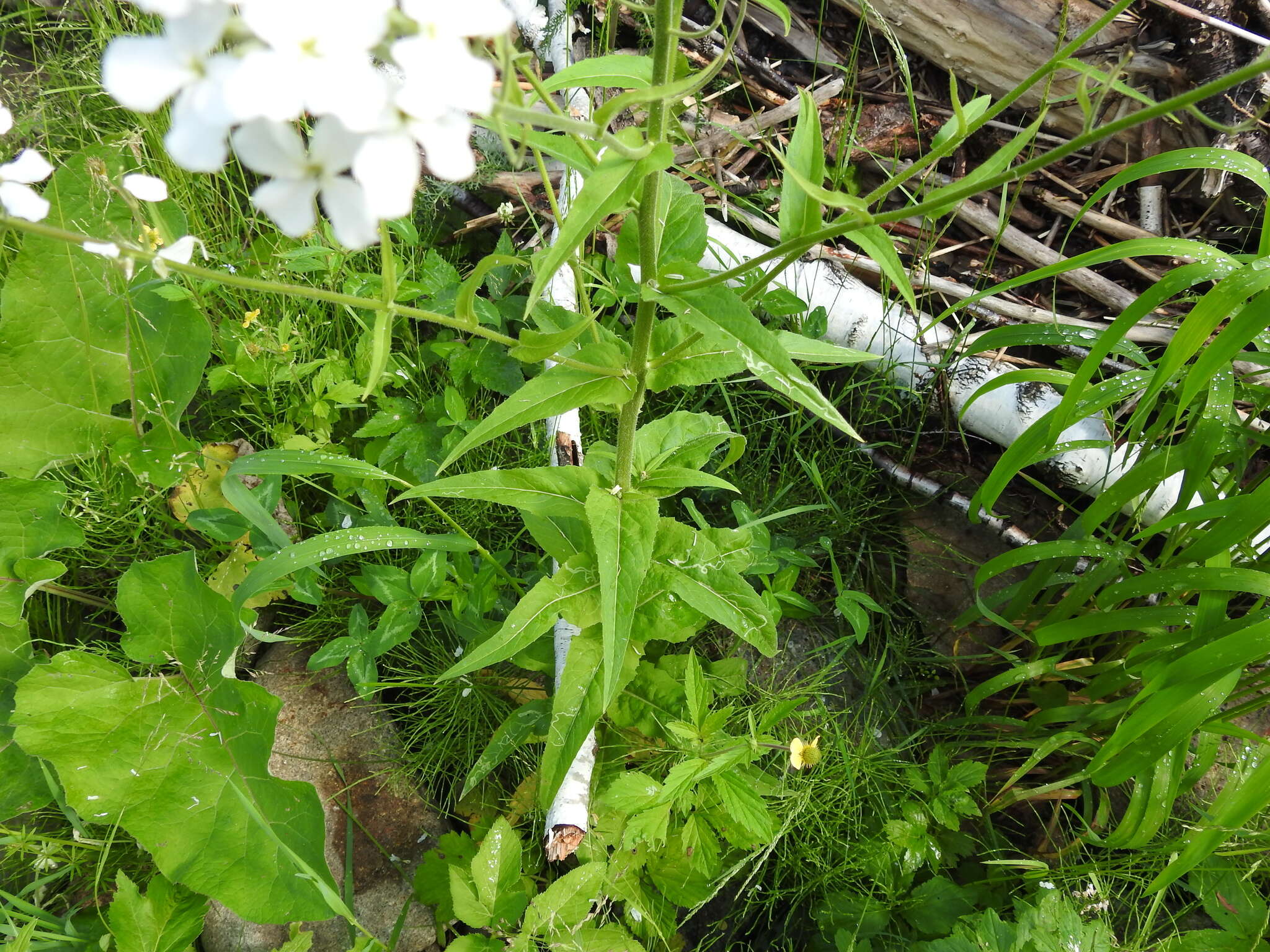 Слика од Hesperis sibirica L.